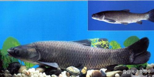 青鱼视频国产在线,国产在线影视盛宴,尽享视听盛宴